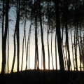 Francois、The Atlas Mountains - The Way To The Forest (Petite Noir's Noirwave Remix)