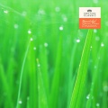Léo Delibes - Delibes: Duo Of Flower (Nature Ver.)