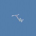 Kwes. - Hives II