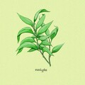 SMUV - eucalyptus