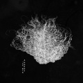 Ascent - The Maw