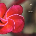 SEBASTIAN PAUL - Colors