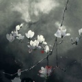 易燃阿治 - 小棋童