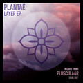 Plantae - Scheme