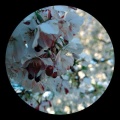 Fallow - Loco (Original Mix)