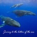 Paco、Pascal Mignémi - Their Majesties the Cetaceans