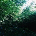 Hansrozborn、Digital - Meditation
