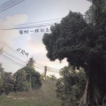 武楚皓 - 像树一样别走