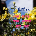 张跃专 - 山菊花