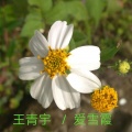 王青宇、爱雪霞 - 一个人也会好好的