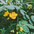 李茜 - 再寻桃花源