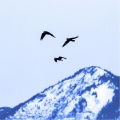 Clay Ravens - Draft Dodger
