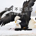 DJ马稳当、玖音 - 毒液