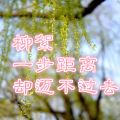 刘超 - 柳絮