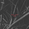 Veins EP (Explicit)