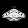 Emetic XXXV