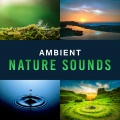 Ambient Nature Sounds