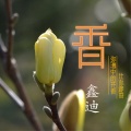 鑫迪 - 弥漫中的花香