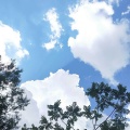 爱吃柠檬的毛哥 - 我还年轻 我还年轻