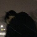 pulp finish、assaultrifle - Centipede! ((Explicit))