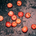 TARIN - 밤사과 (Night Apple)(夜苹果)
