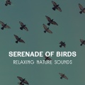 Serenade of Birds – Relaxing Nature Sounds, Healing Music for Peaceful Ambience, Deep Meditation & Sleep