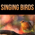 Natural Sounds Music Academy - Piano Background Music
