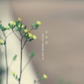 孟大宝 - 春风十里