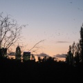 Aso - Saturday Evening