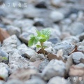 有安杏果 - 小さな勇気