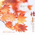 抓猫的鱼 - 秋末