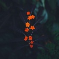 JAHKOY - Waiting For