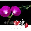 酝逸 - 牵牛花的心凉
