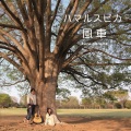 Okapi - Hayate