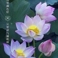 教子书房 - 登鹳雀楼