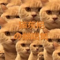 猫东尼 - 最爱