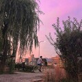 张大干部 - 半茶