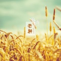 洛天依、乐正绫 - 芒种