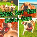 The Big Dogs - Who Let The Dogs Out (Baha Men Salute)