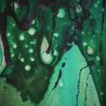 slenderbodies - dewdrops