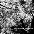 José González - Dark Reflection