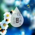 莫烟 - 一夜思念白满头