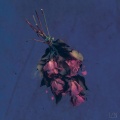엔분의일 - 새벽에 피는 꽃 (A Bloom At Midnight)
