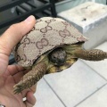 GneHHHc - -3