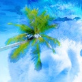子墨 - Coconut palm