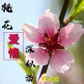 安小桐 - 桃花爱情深似海
