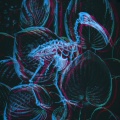 Chuck - Insignis