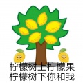 茶良 - 柠檬精之歌