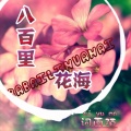 词雨陌 - 八百里花海