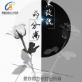 晨星迷音 - 黑玫瑰的眼泪